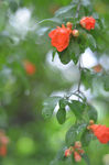 石榴花开