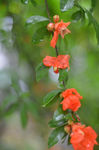 石榴花开