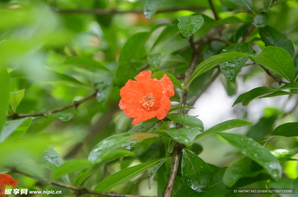 石榴花开