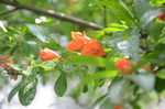 石榴花开