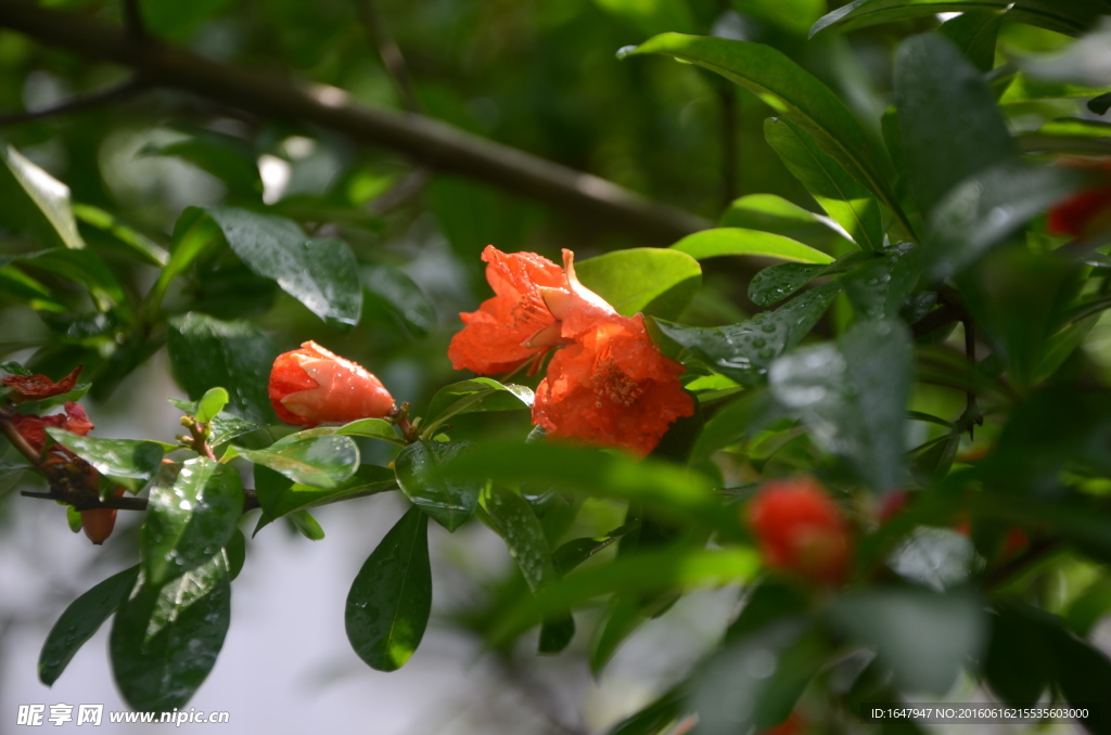 石榴花开