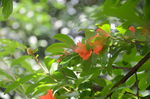 石榴花开
