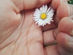 手中的雏菊