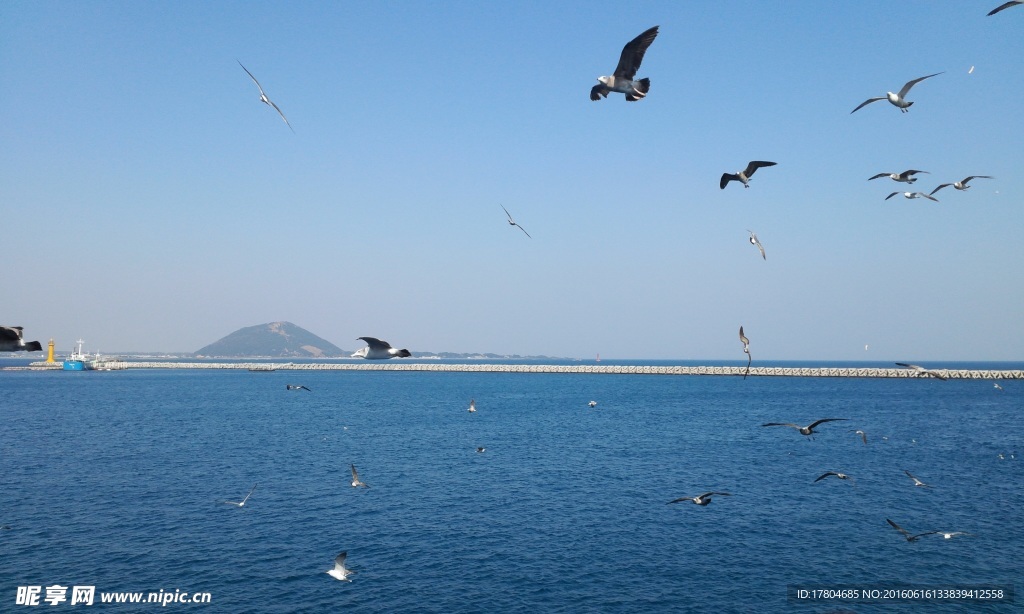 自由飞翔的海鸥