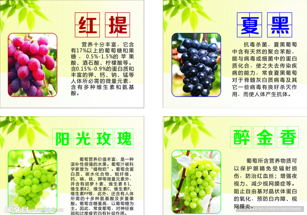 葡萄