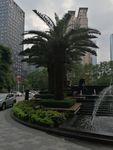 铁树