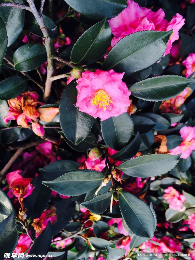 茶花