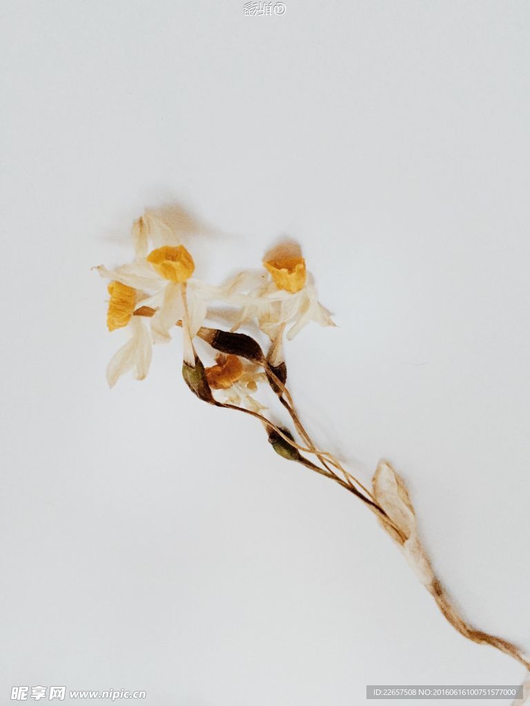 水仙花