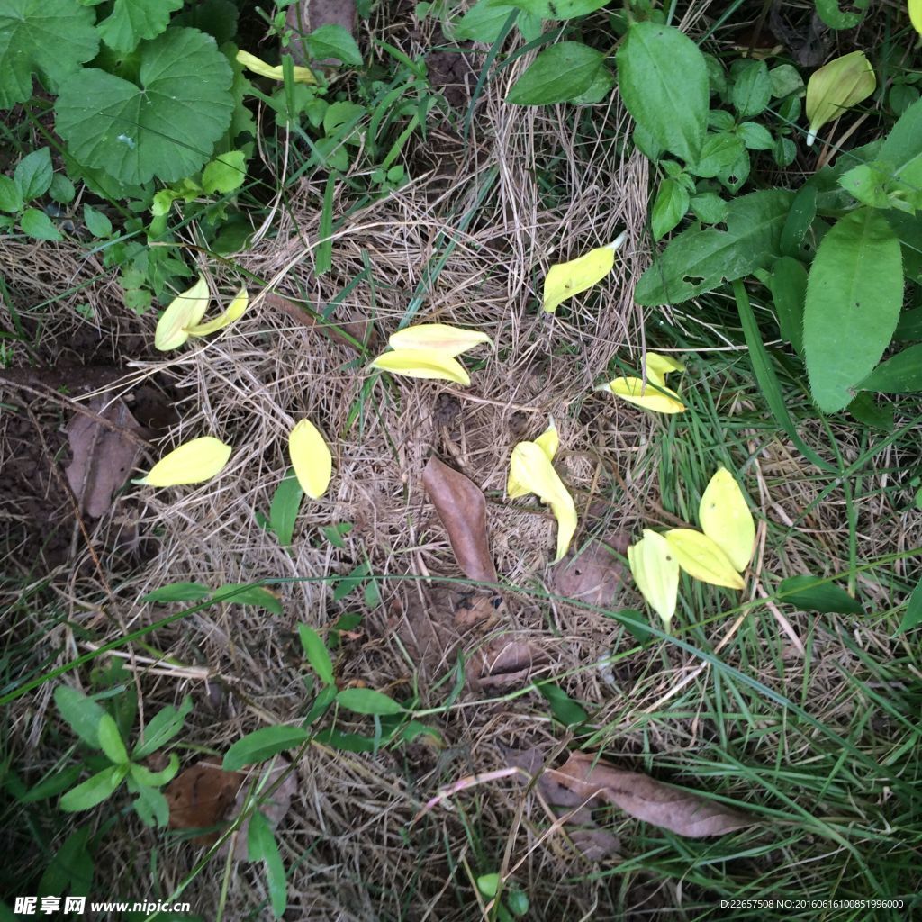 花泥