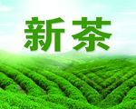 新茶上市