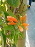 炮仗花