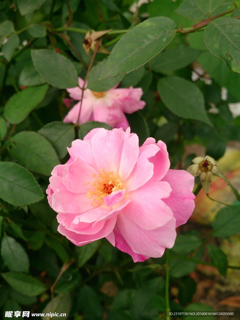 山茶花