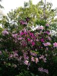 杜鹃花