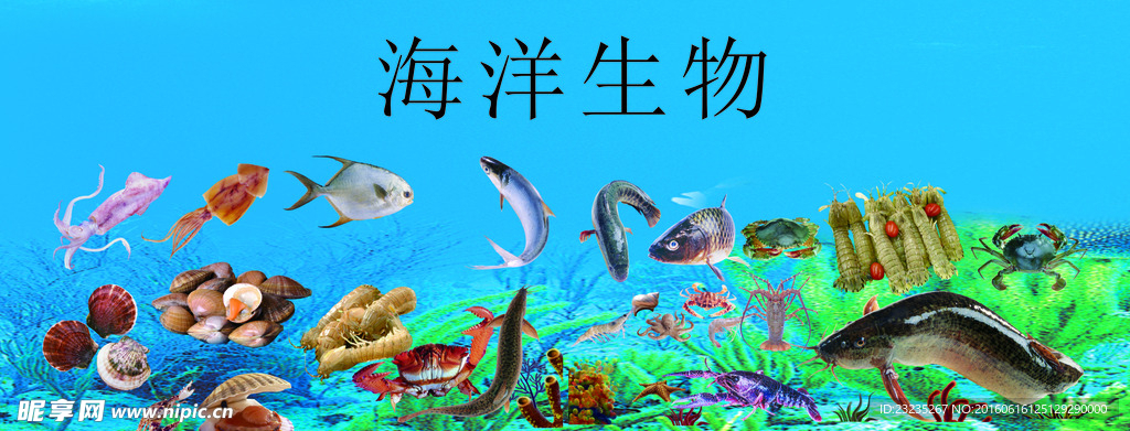 鲤鱼 螃蟹