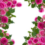 鲜花
