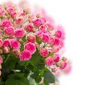 鲜花