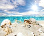 海洋生物