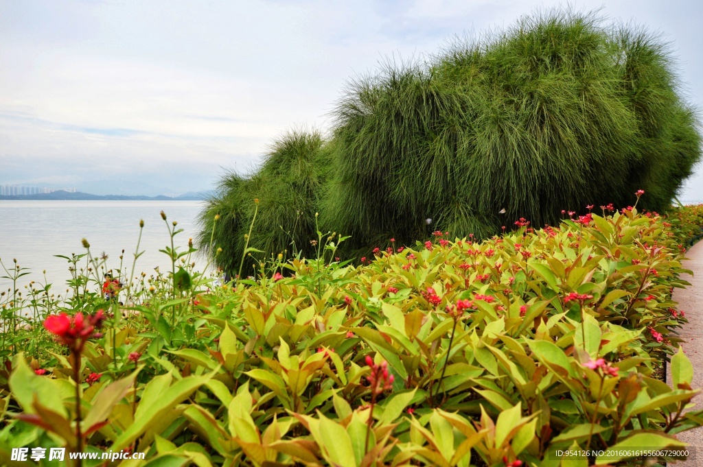 深圳湾海滨生态公园