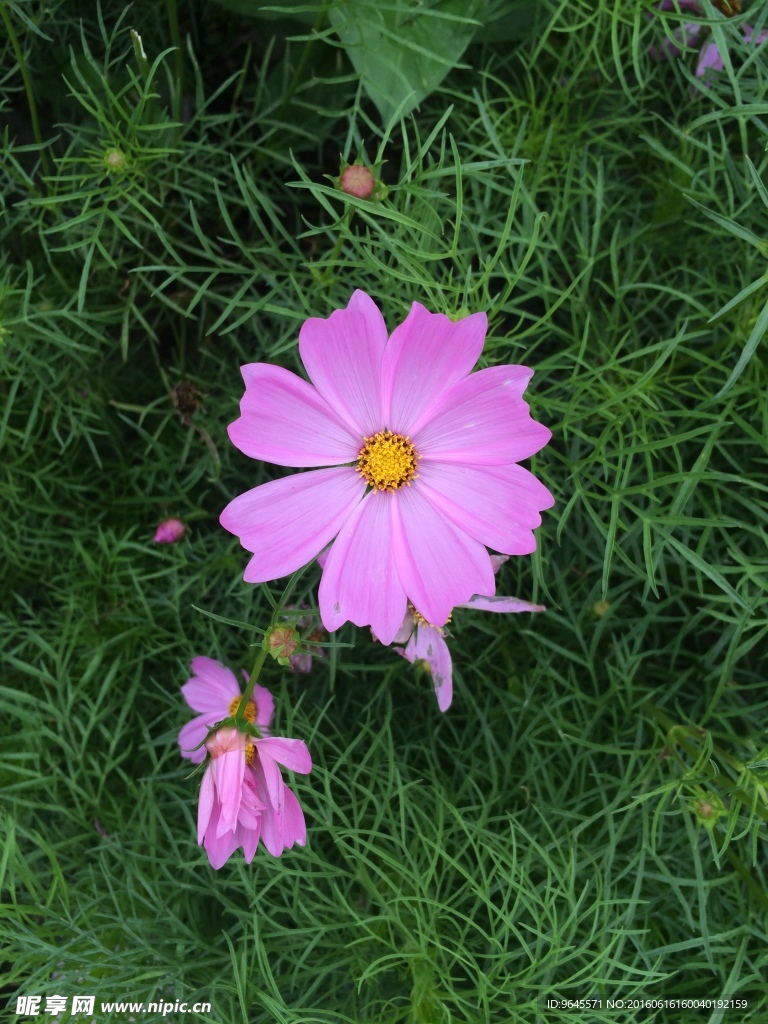 扶桑花