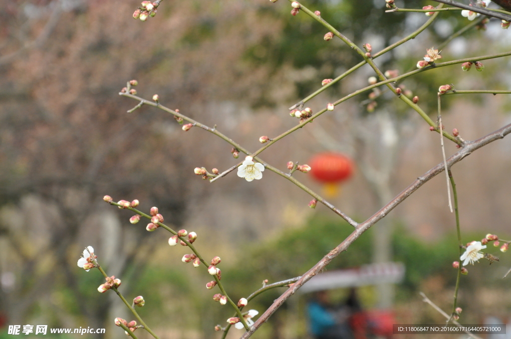 梅花灯笼