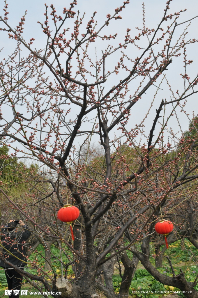 梅花 灯笼