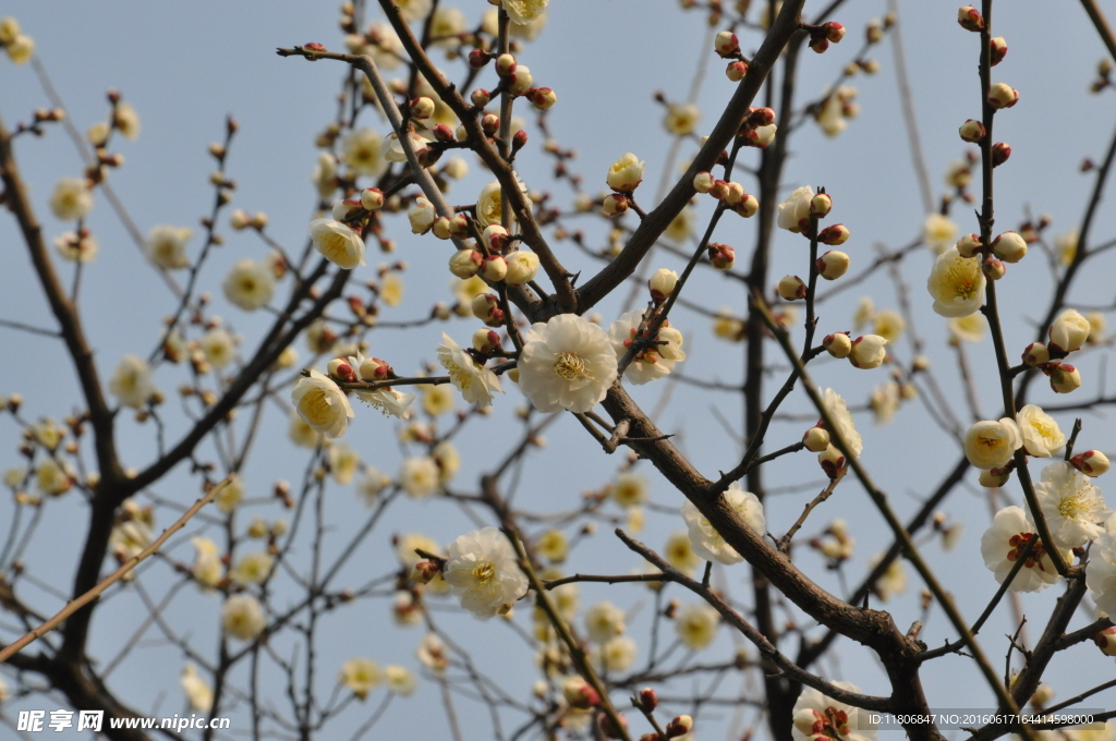 梅花