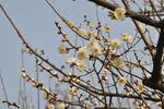 梅花