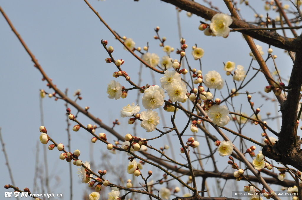 梅花