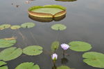 莲花
