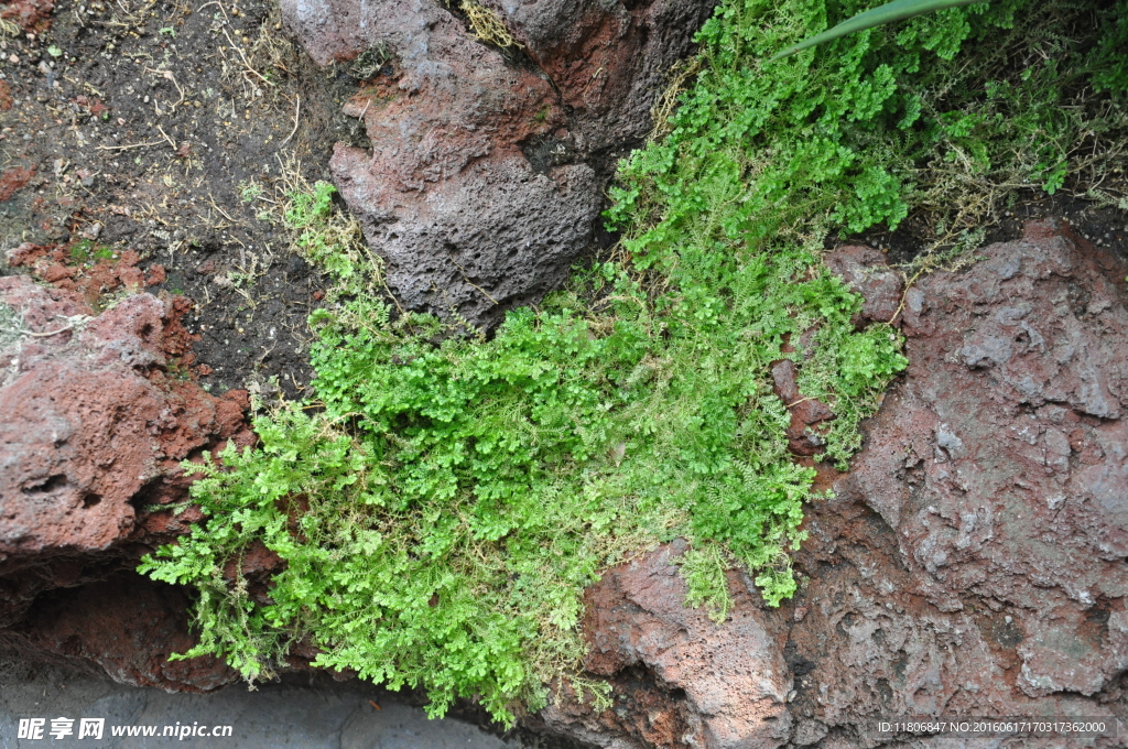 苔藓