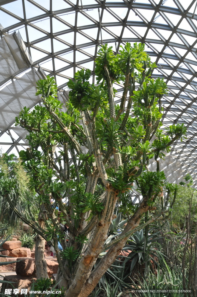 热带植物