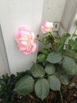 月季花
