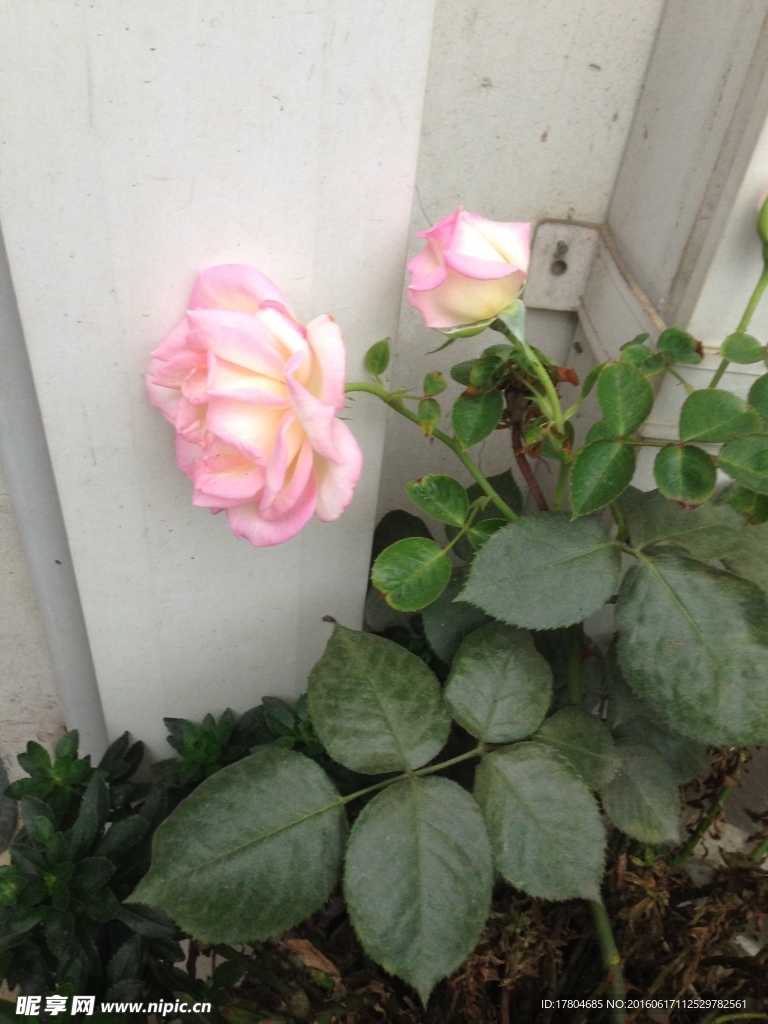 月季花