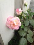月季花