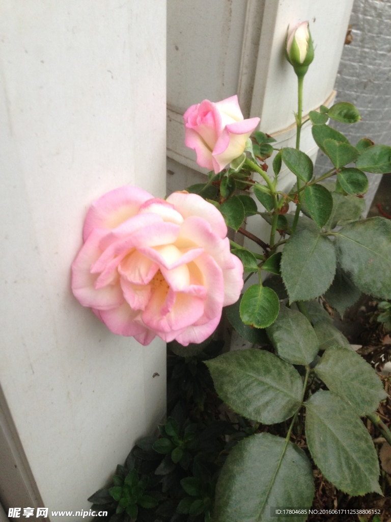 月季花
