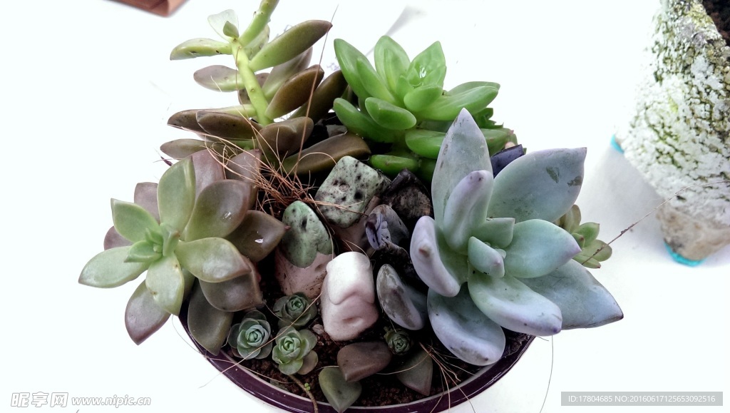 花盆种植的植物