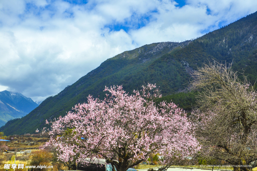 林芝风光