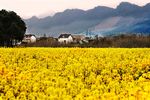 油菜花田园风景