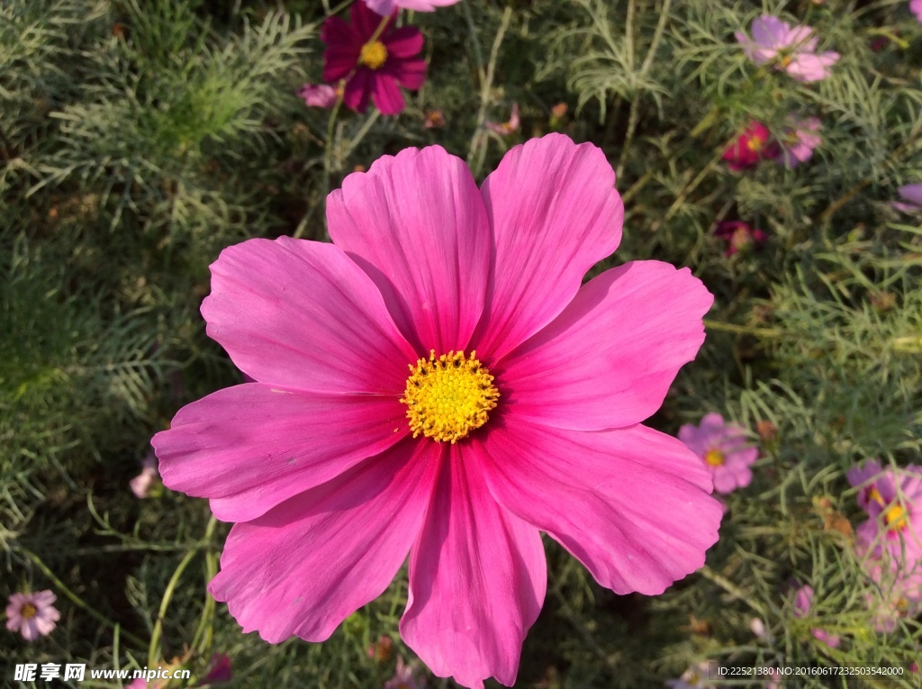 格桑花