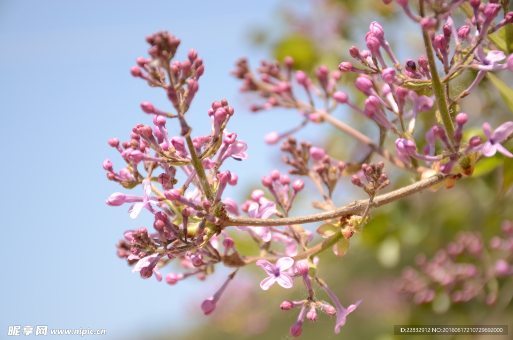 丁香花