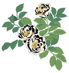山茶花