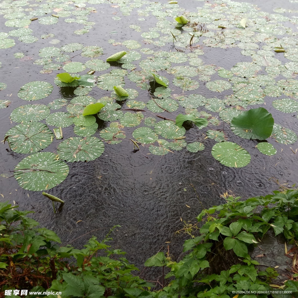 荷塘