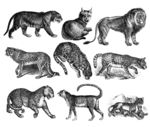 动物铜版画