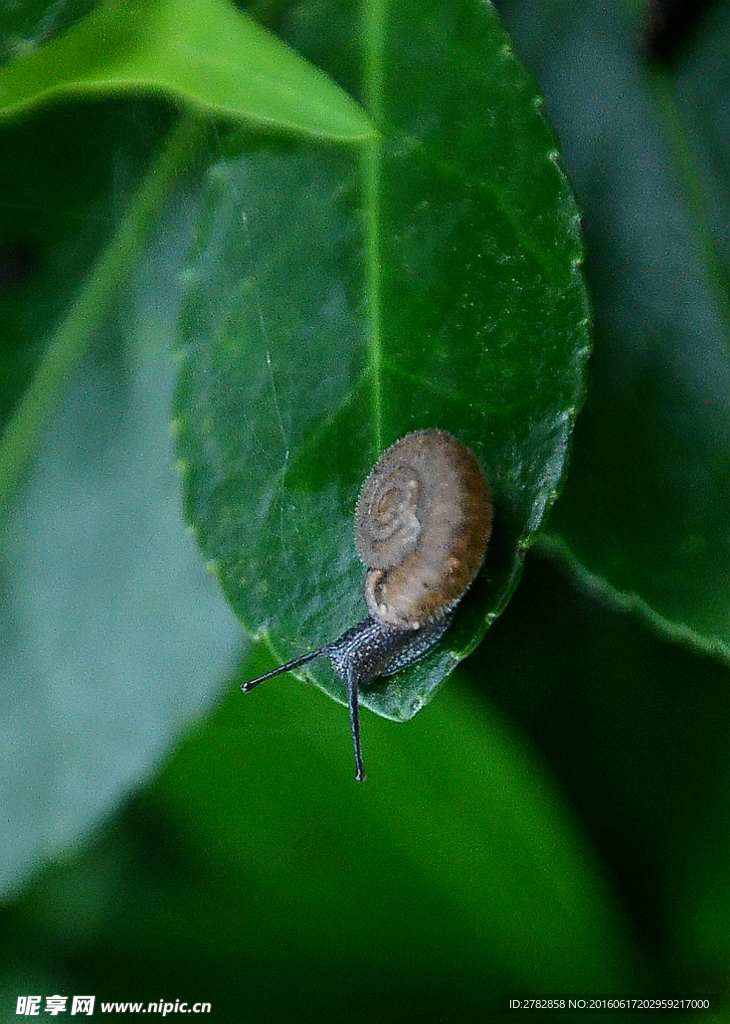 蜗牛