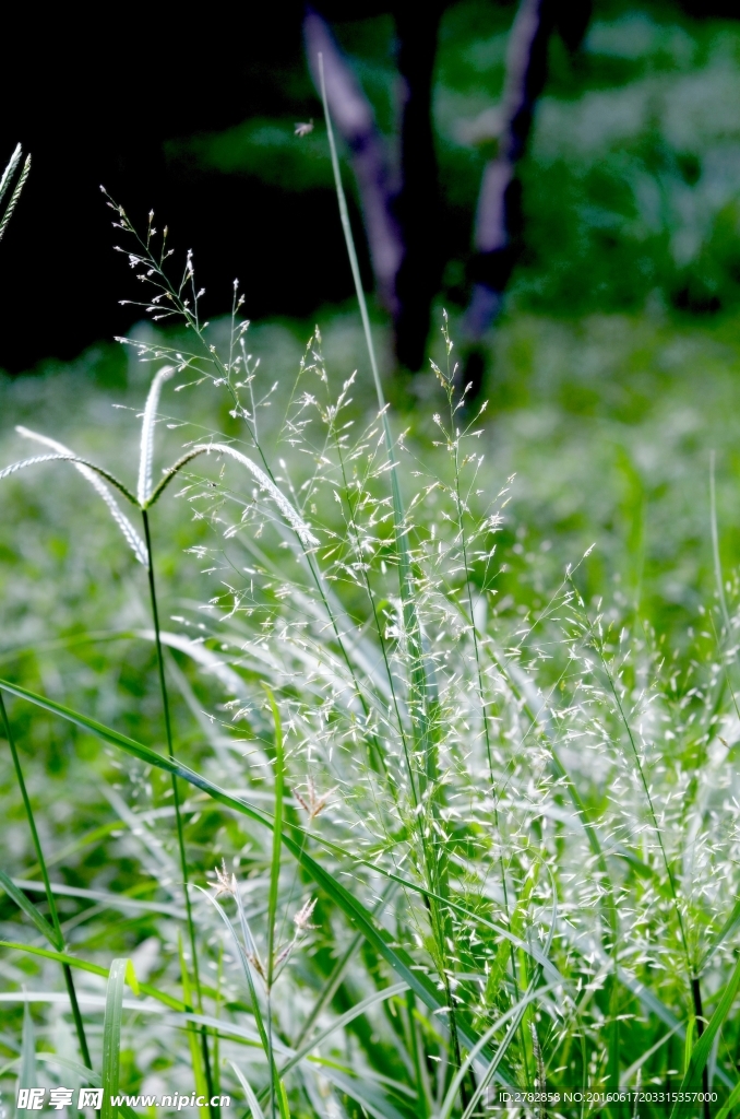 野草