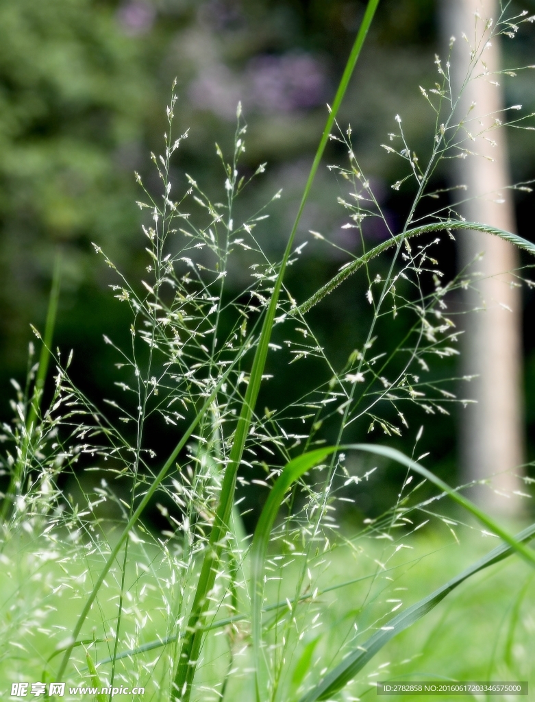 小草