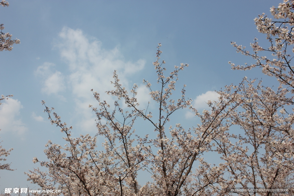 浪漫樱花