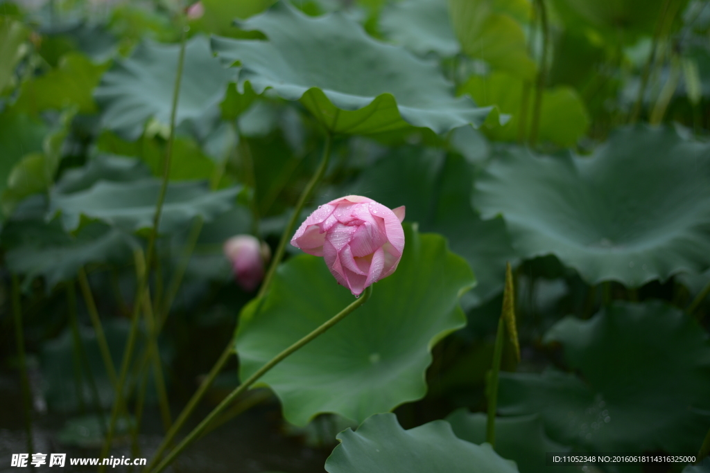 荷花