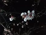 夜景 杏花