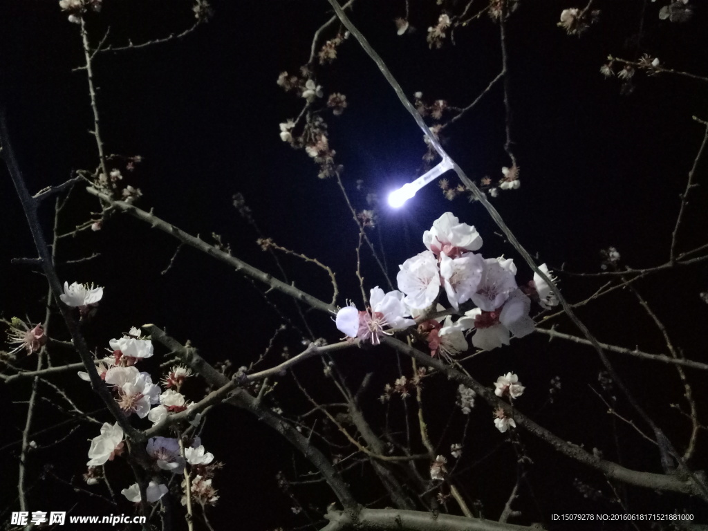 夜景 杏花